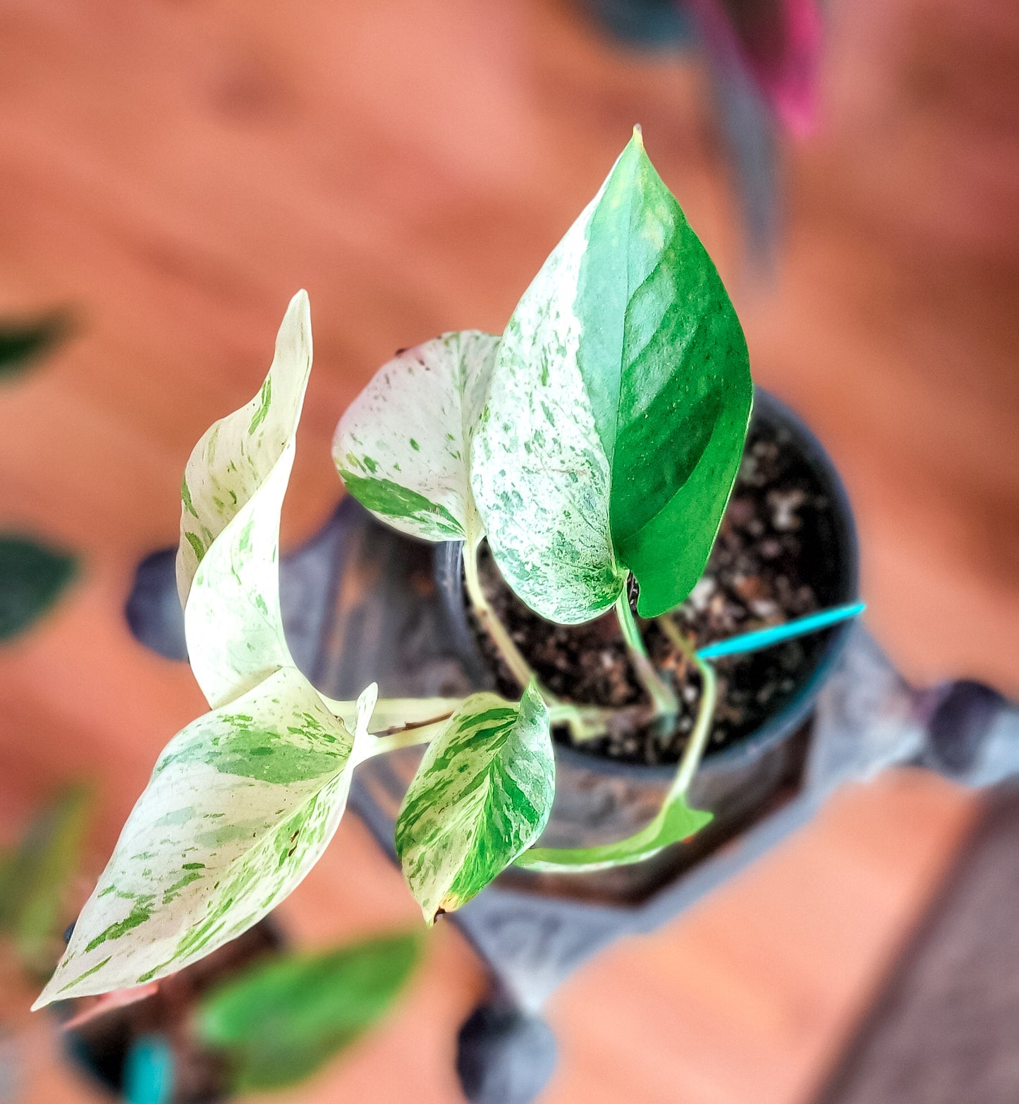 Snow Queen Pothos