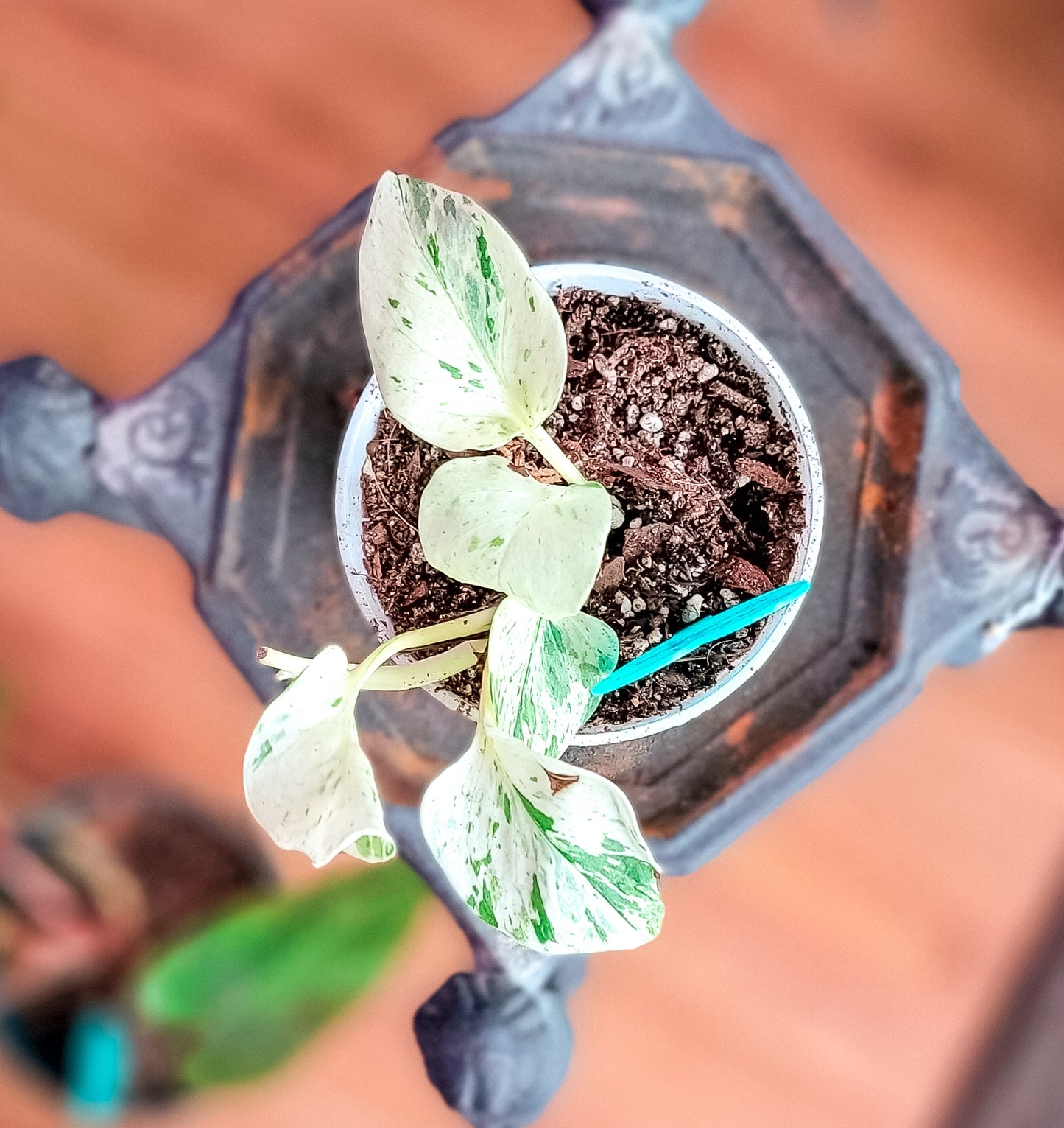 Snow Queen Pothos