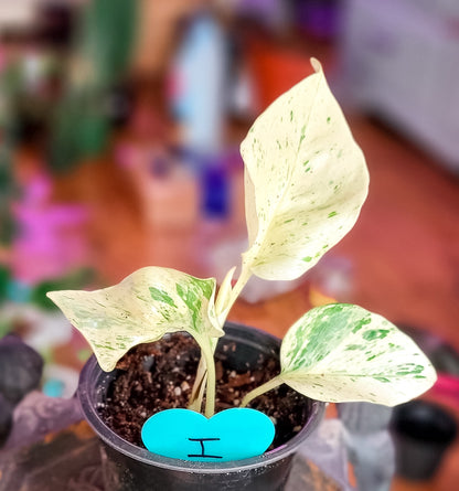 Snow Queen Pothos