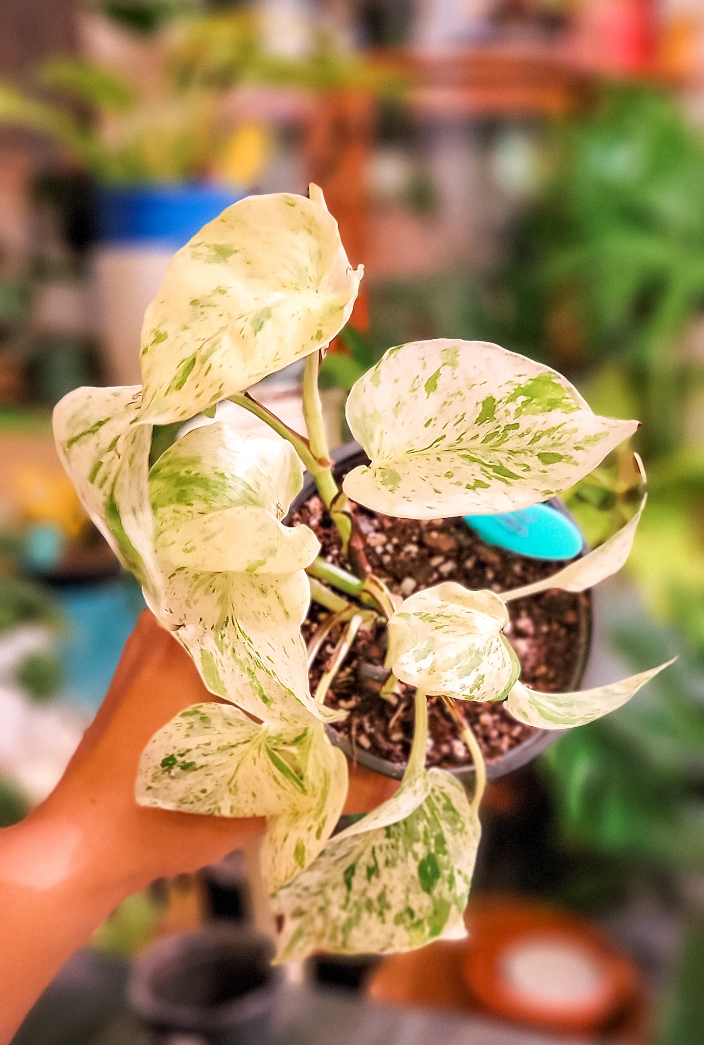 Snow Queen Pothos