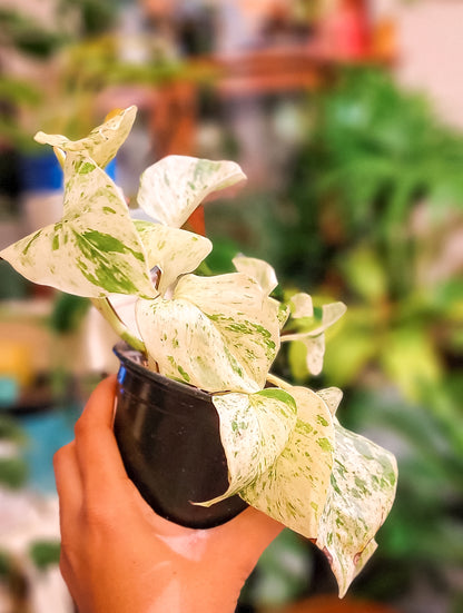 Snow Queen Pothos