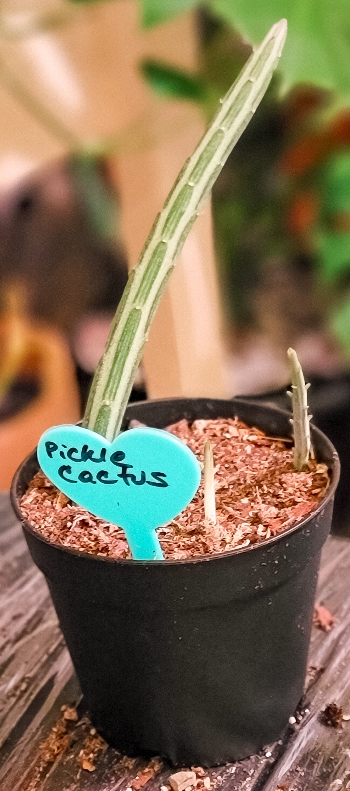 Pickle Cactus