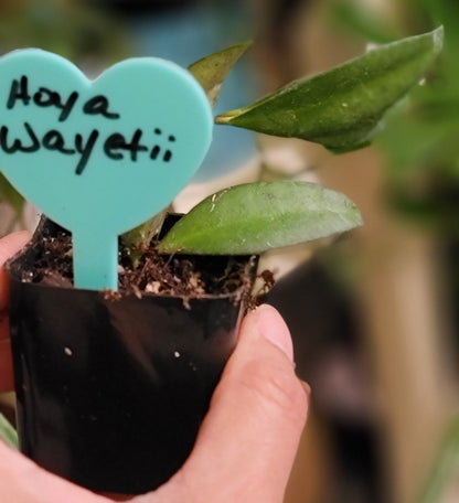 Hoya Wayetii
