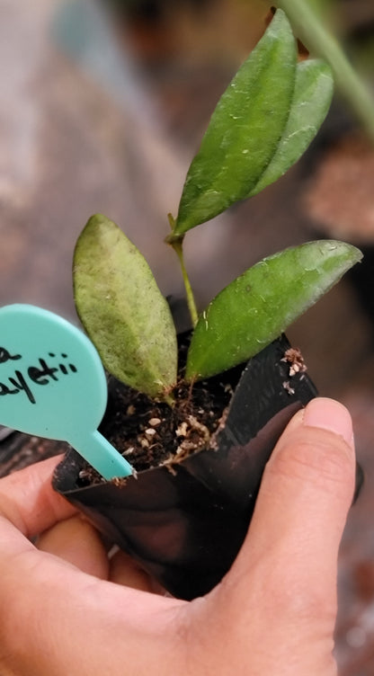 Hoya Wayetii