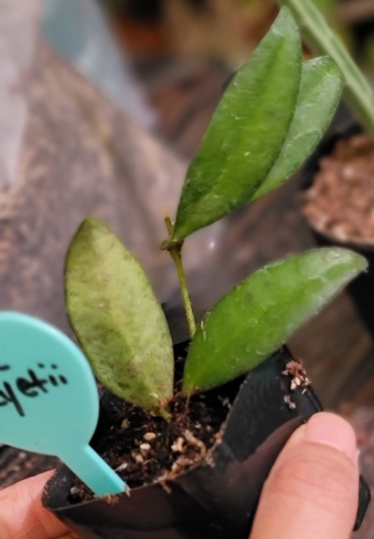 Hoya Wayetii