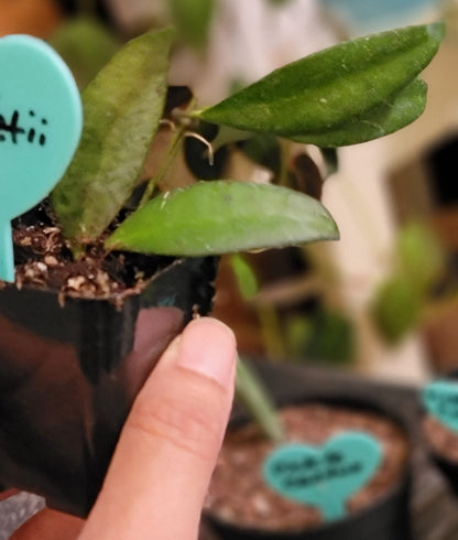 Hoya Wayetii