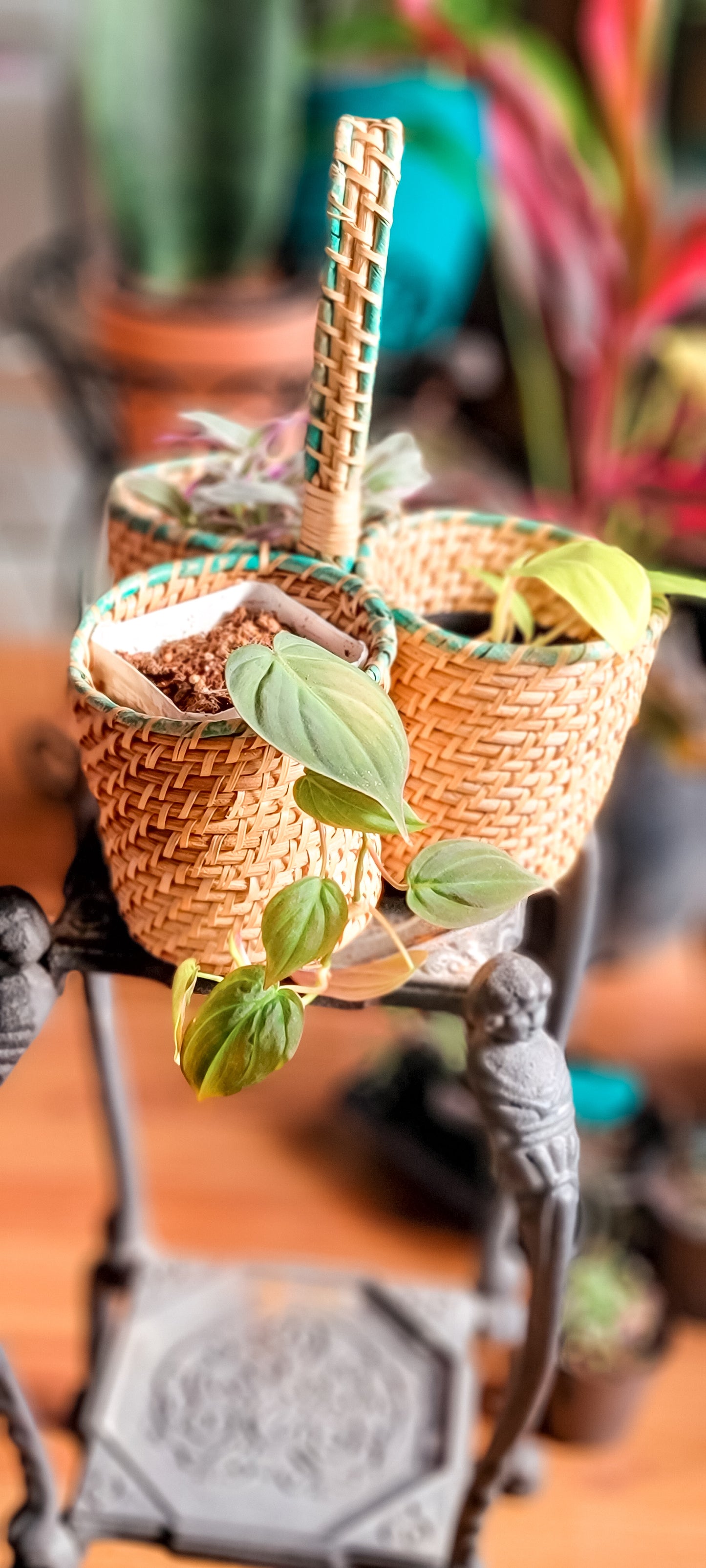 Plant Caddy