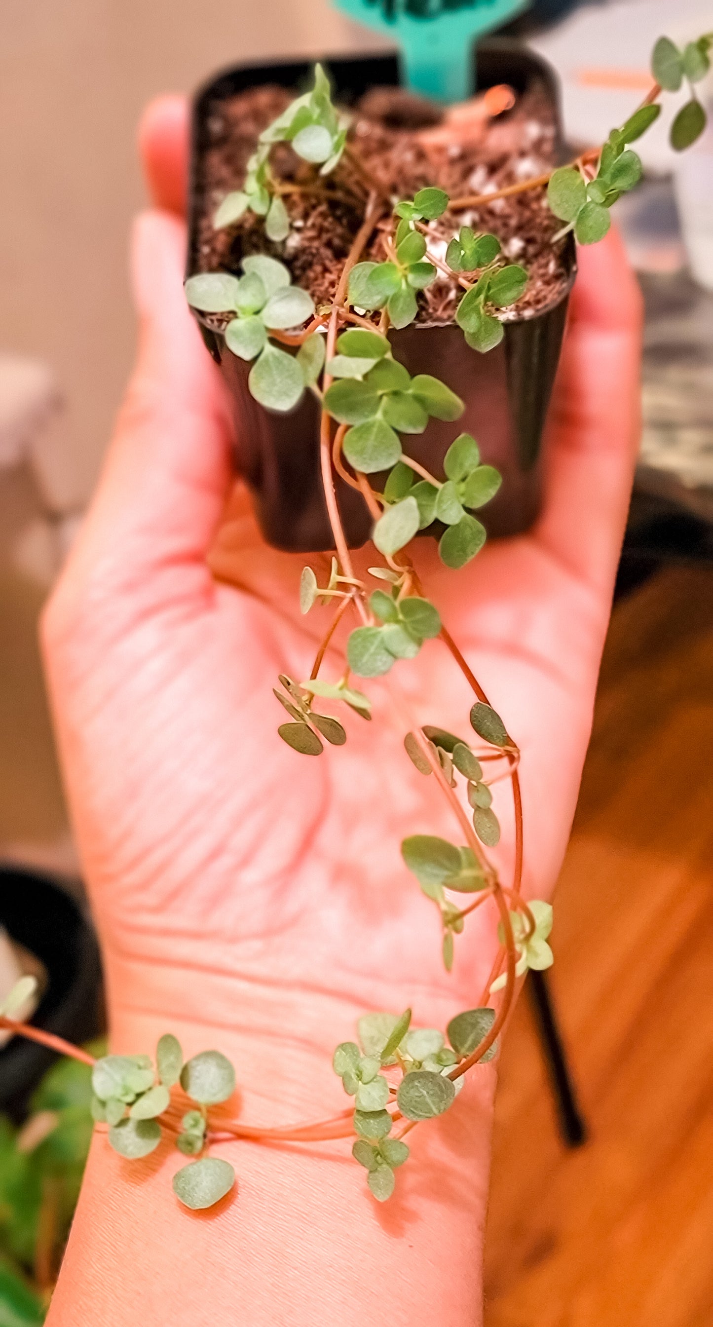 Baby Tears Pilea Glauca