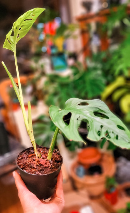 Monstera Adonsanii