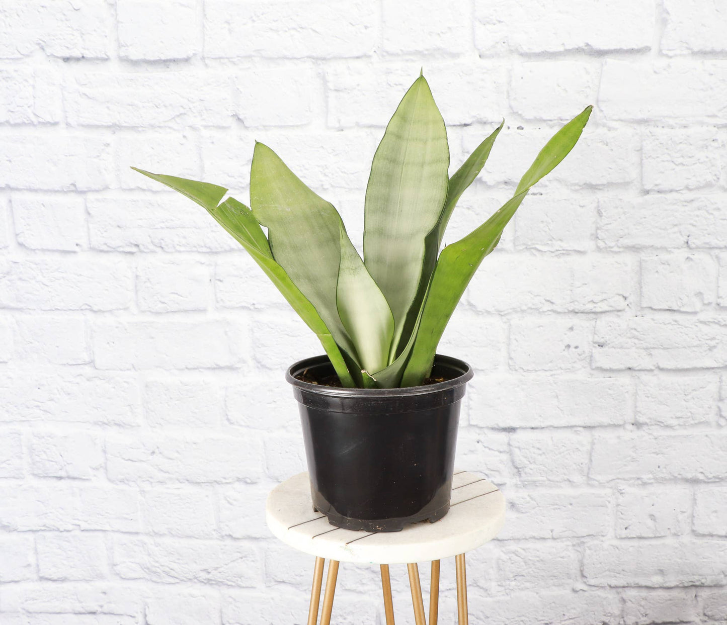 Sansevieria Moonshine Snake Plant