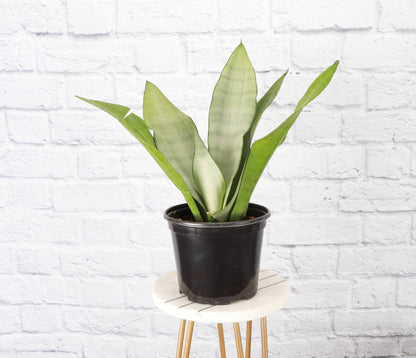 Sansevieria Moonshine Snake Plant